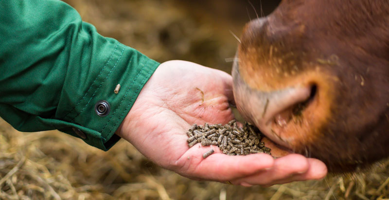 how-much-should-i-feed-my-beef-cattle-grain-rations-for-cattle